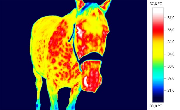 rozkład temperatury na głowie konia